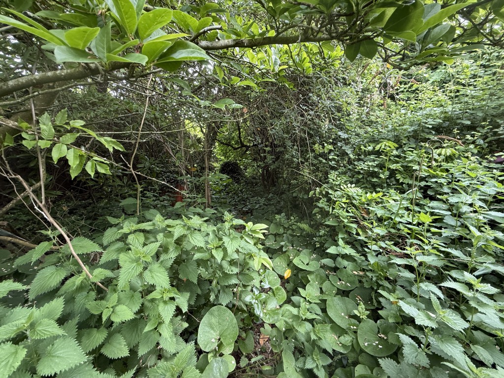 Lot: 99 - CHARACTER SEMI-DETACHED COTTAGE FOR UPDATING WITH LARGE GARDENS - Rear garden for formalisation